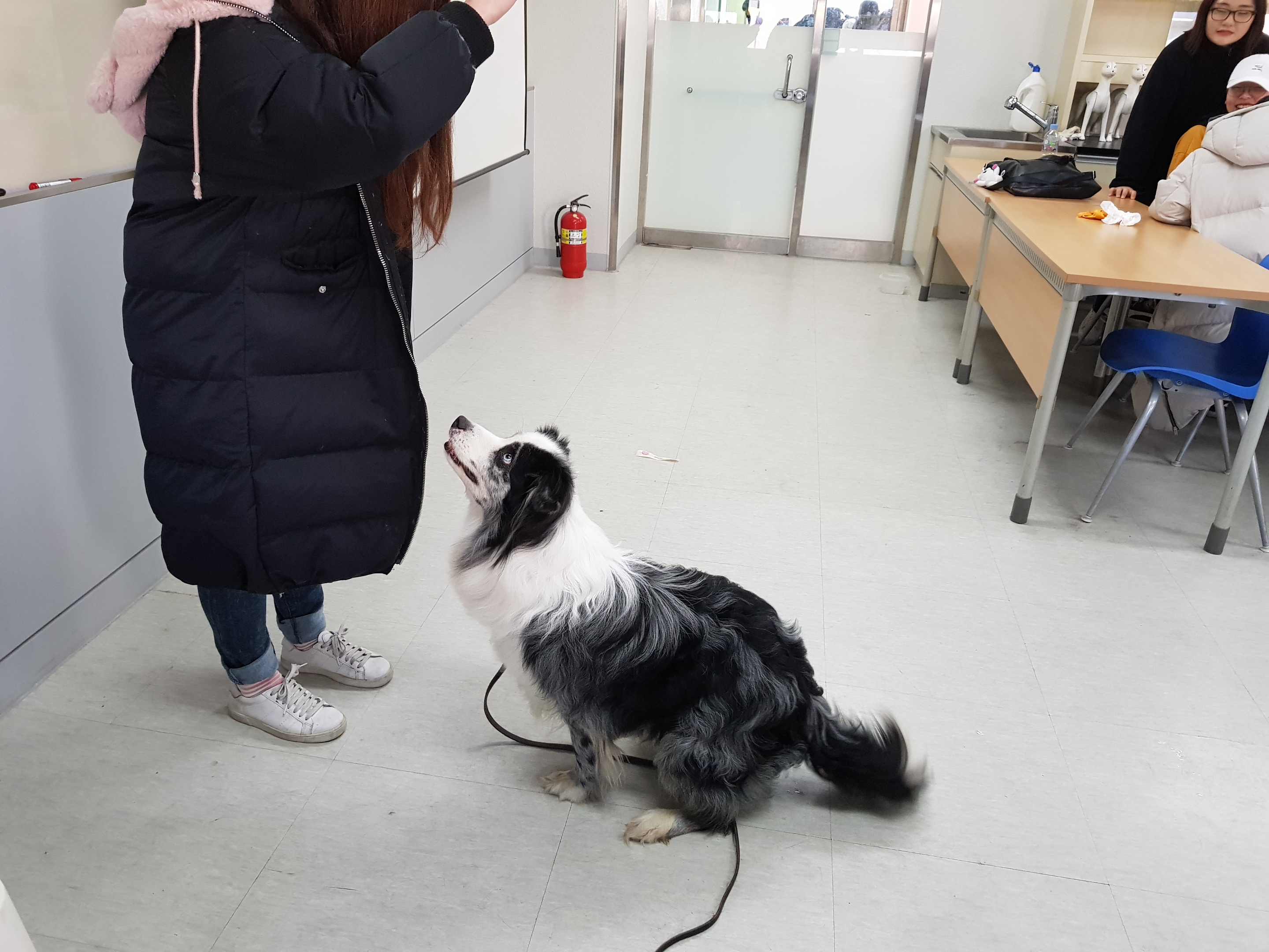 학교수업중인 멍멍이!