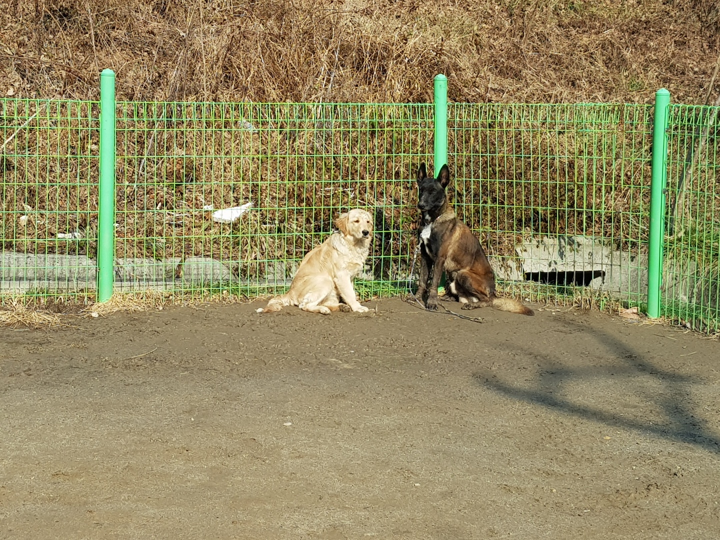 귀염둥이 조이랑 멋진 이케 하는짓은 둘다 아기해서 귀여워요~